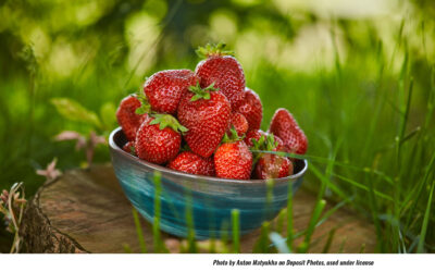 Find Strawberries Everywhere Saturday in Sanatoga