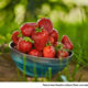 Find Strawberries Everywhere Saturday in Sanatoga