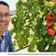 Texans Hope to Create ‘Best-Ever’ Tomato for Gardeners