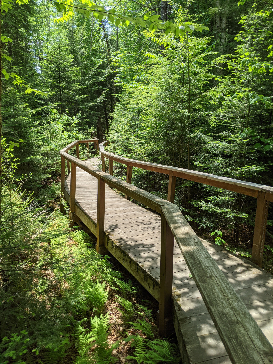 Like Ewoks, Public Explores Life Above Adirondack Trees