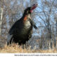 Wild Turkey Hunters in PA Benefit from Projects Agenda