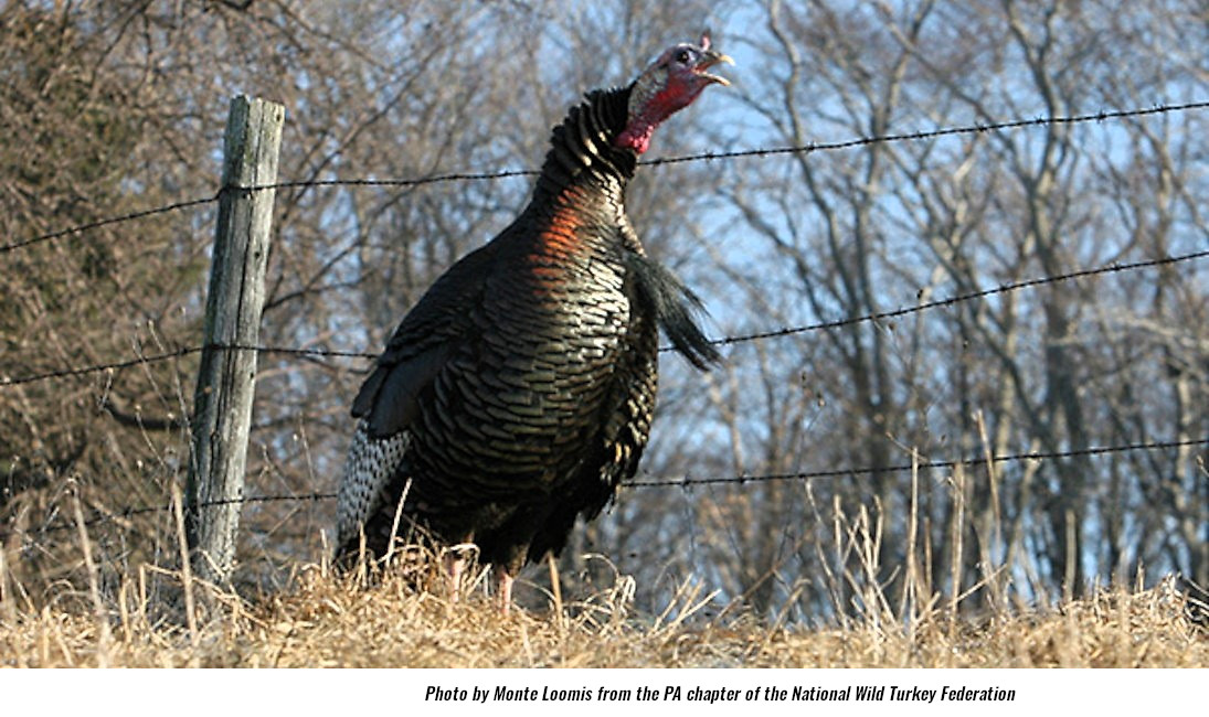 Wild Turkey Hunters in PA Benefit from Projects Agenda