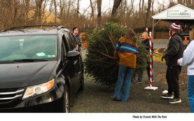 Althouse Arboretum Recycles Holiday Trees This Weekend