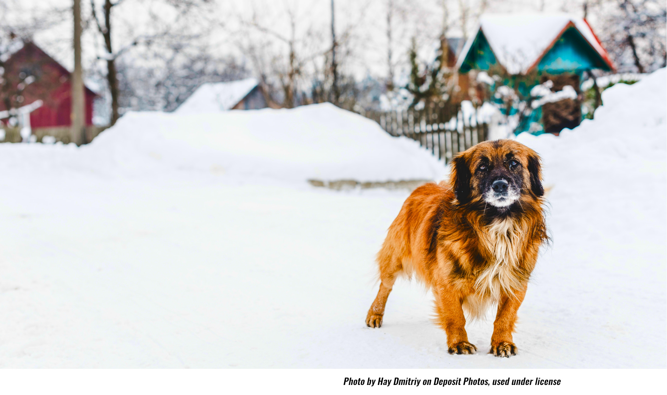 Weather Journal: Protect Your Dog from Cold and Snow