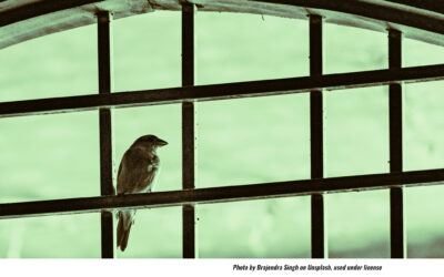 Are Your Windows ‘Bird Friendly?,’ Lower Frederick Asks