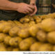 Berks Snack Maker Uses 25th-Million Pound of Potatoes