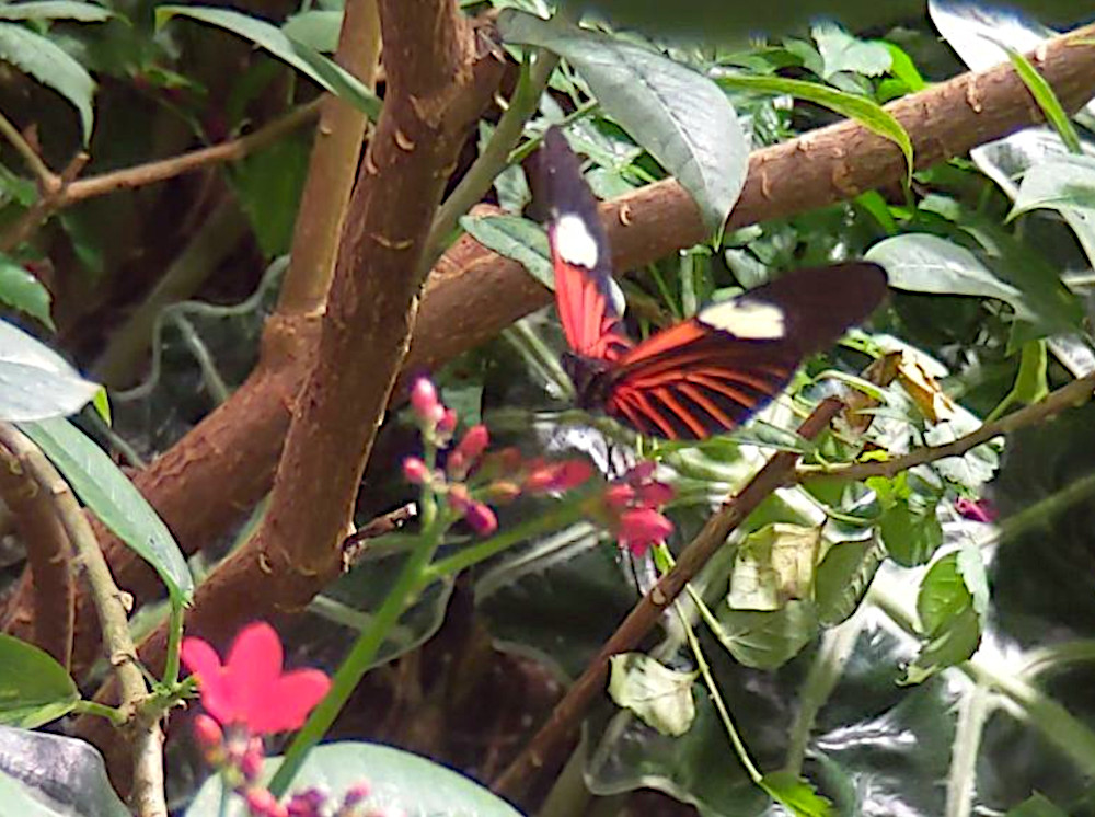 As Butterflies Bounce Around Exhibit, Humans Have A Ball