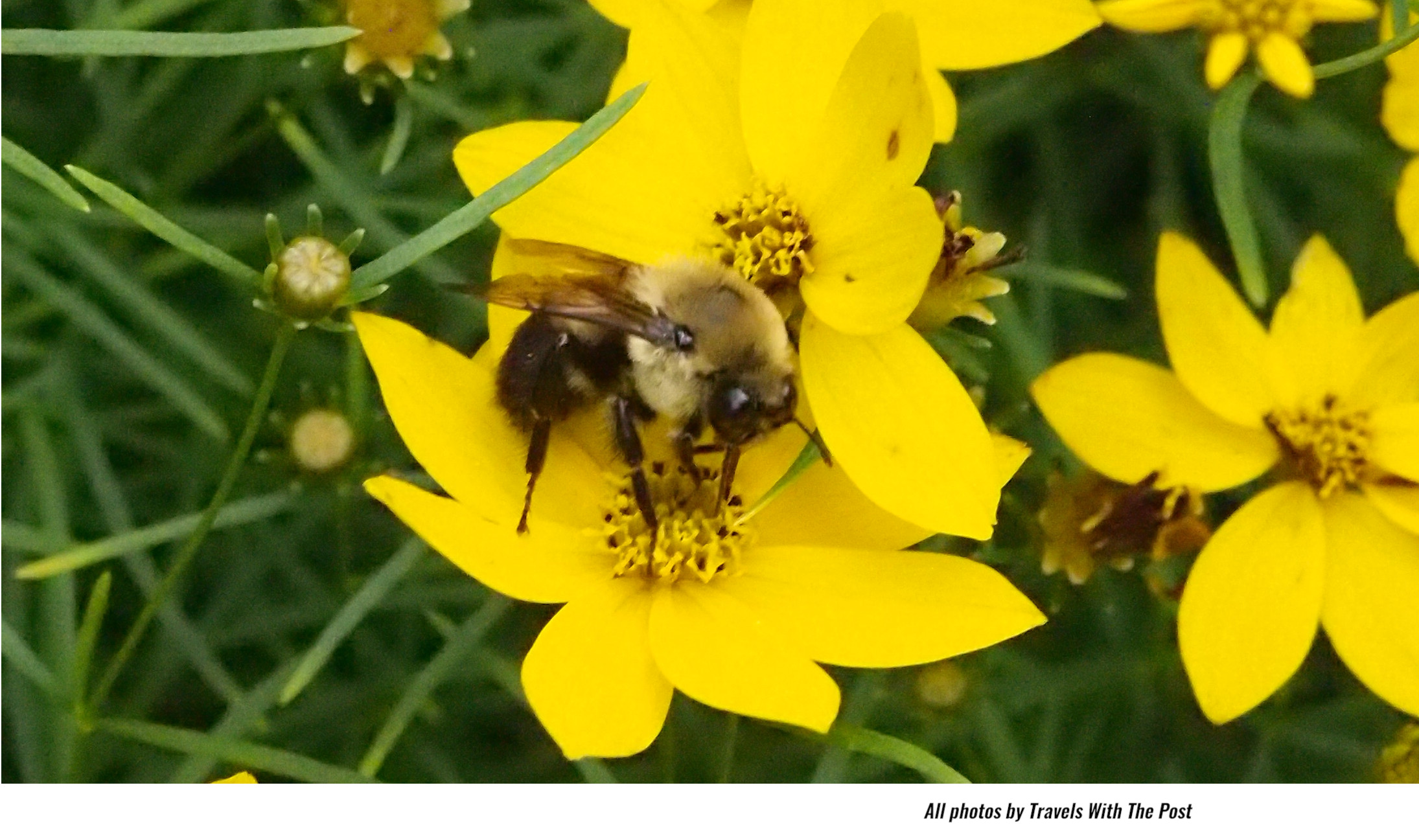 Party Like A Pollinator Saturday at Pennypacker Mills