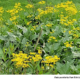 Native Plants on Sale for Local Watershed Conservation