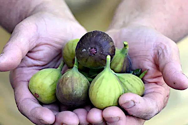 'Pennsylvania Fig Festival’ Scheduled Sept. 7 at Arboretum