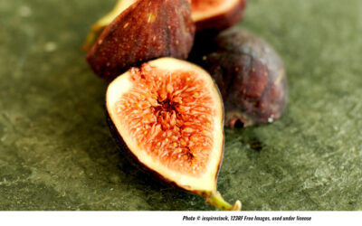 Arboretum Hosts 'Pennsylvania Fig Festival’ on Saturday