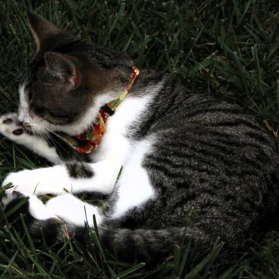 At the Pottstown Pet Fair in Memorial Park (Sept. 7)