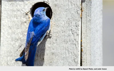 Help Bluebirds in Your Yard Make It Through Winter