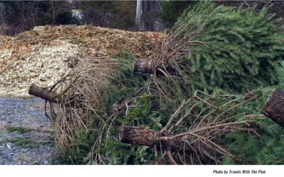 Recycle Check List Should Include Your Christmas Tree