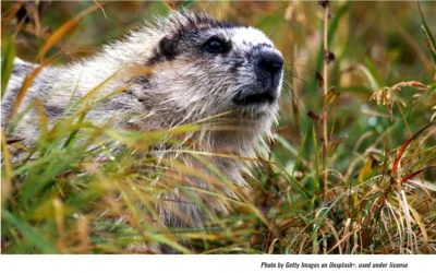 Groundhog Fun Sunday in Pennsburg Predicts Winter’s End