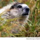 Groundhog Fun Sunday in Pennsburg Predicts Winter’s End