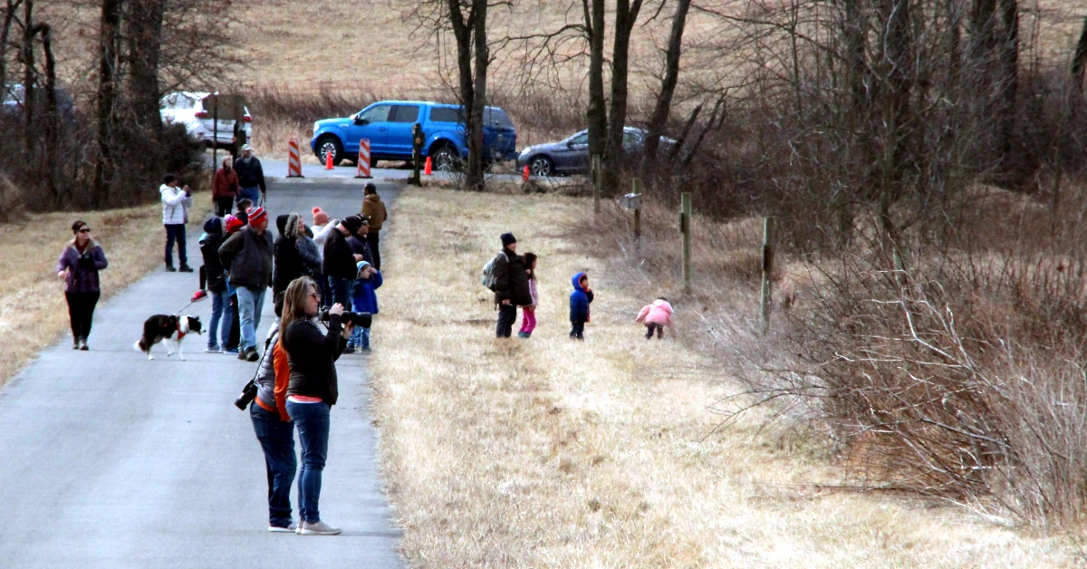 Bird Flu Prompts Changes for Those Hoping to Witness Annual Geese Migration