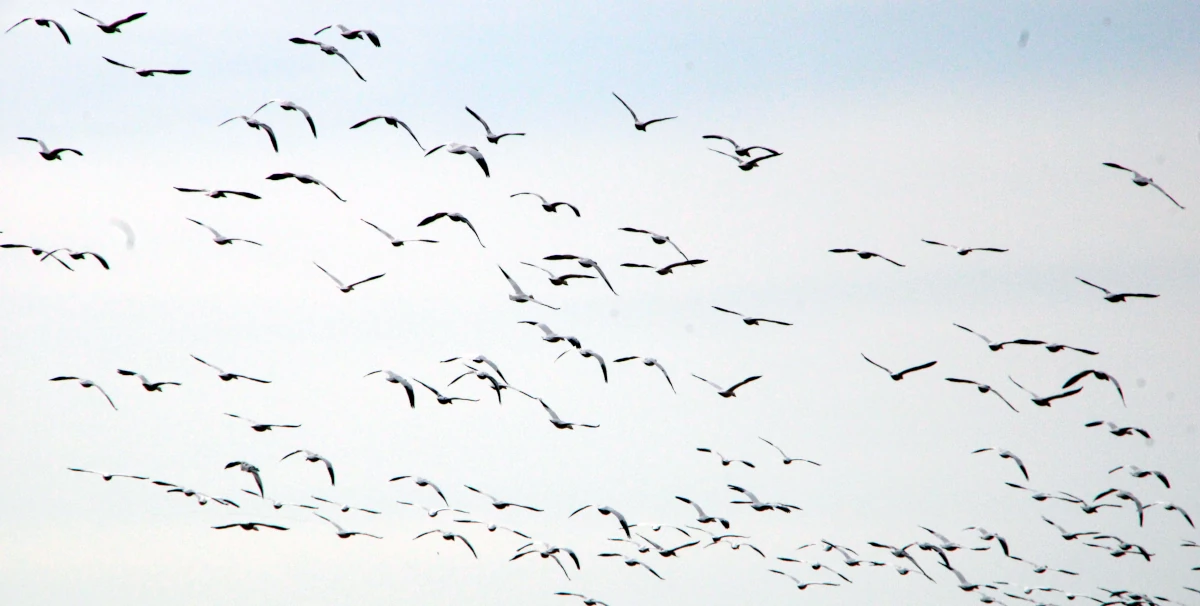 Bird Flu Prompts Changes for Those Hoping to Witness Annual Geese Migration