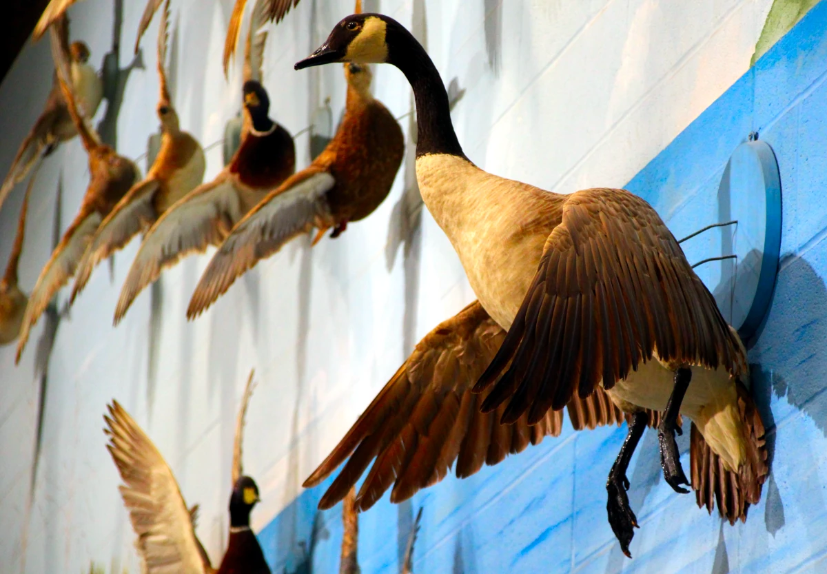 Bird Flu Prompts Changes for Those Hoping to Witness Annual Geese Migration