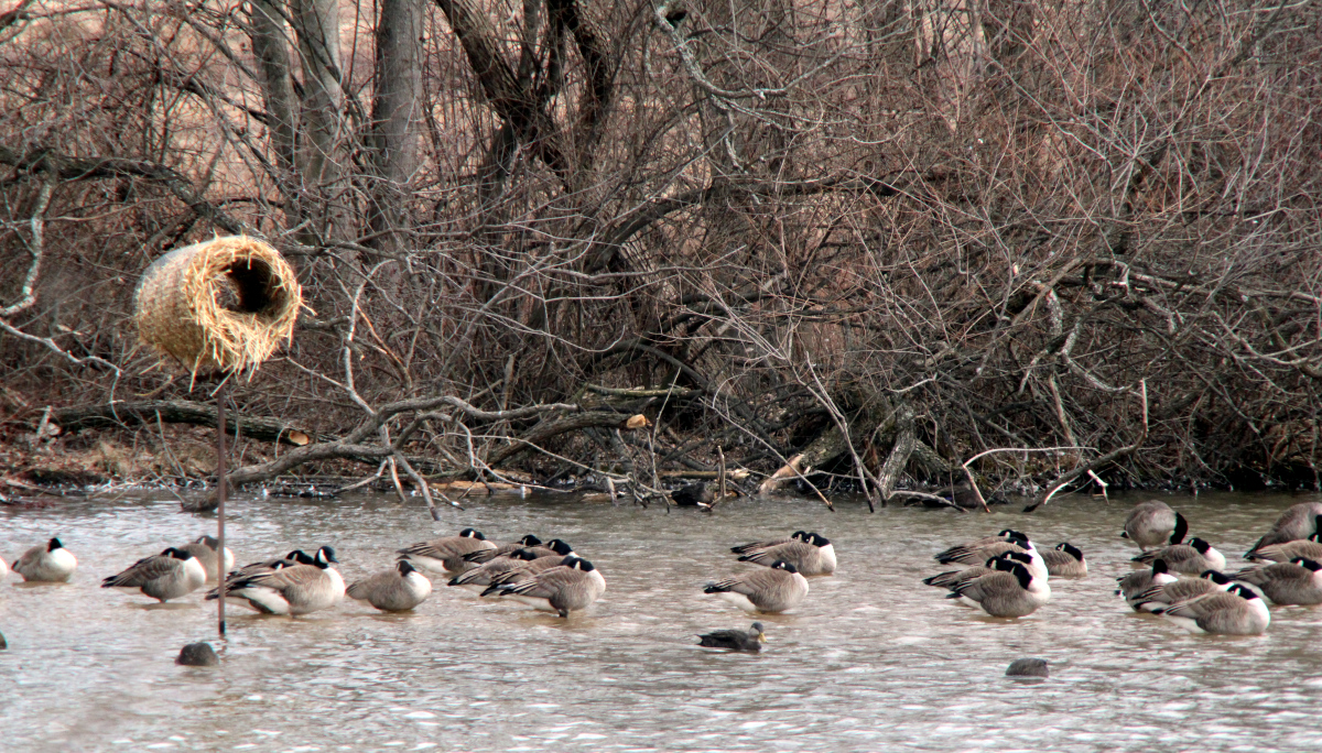 Bird Flu Prompts Changes for Those Hoping to Witness Annual Geese Migration