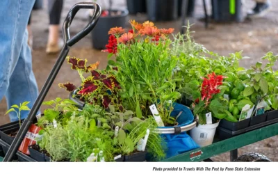 Time to Start Planting! Check the Master Gardeners' Sale