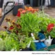Time to Start Planting! Check the Master Gardeners' Sale