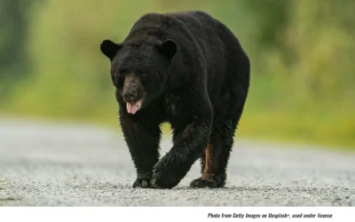 West Pottsgrove Issues An Alert: Better Be Bear Aware!