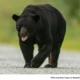 West Pottsgrove Issues An Alert: Better Be Bear Aware!