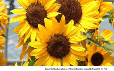 There’s Still Time to Plant, Enjoy a Season of Sunflowers