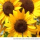There’s Still Time to Plant, Enjoy a Season of Sunflowers