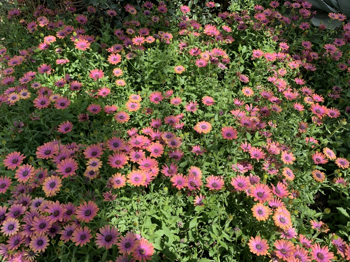 At Longwood: Fountains, New Facilities, and Bright Blossoms