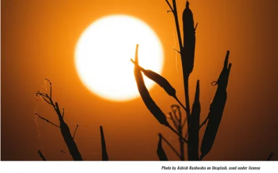 ‘Extreme Heat’ Ahead: 12 Suggestions to Cope With It