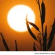 ‘Extreme Heat’ Ahead: 12 Suggestions to Cope With It