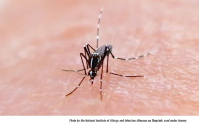 Mosquitoes Crashing Your Cookout? Five Bite-Free BBQ Tips