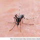 Mosquitoes Crashing Your Cookout? Five Bite-Free BBQ Tips