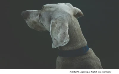 Pet Cremation Regulation Proposed for Pennsylvania