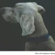 Pet Cremation Regulation Proposed for Pennsylvania