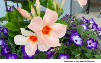 Expect More Heat Next Year, and Plan Annual Flowers Now