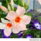 Expect More Heat Next Year, and Plan Annual Flowers Now