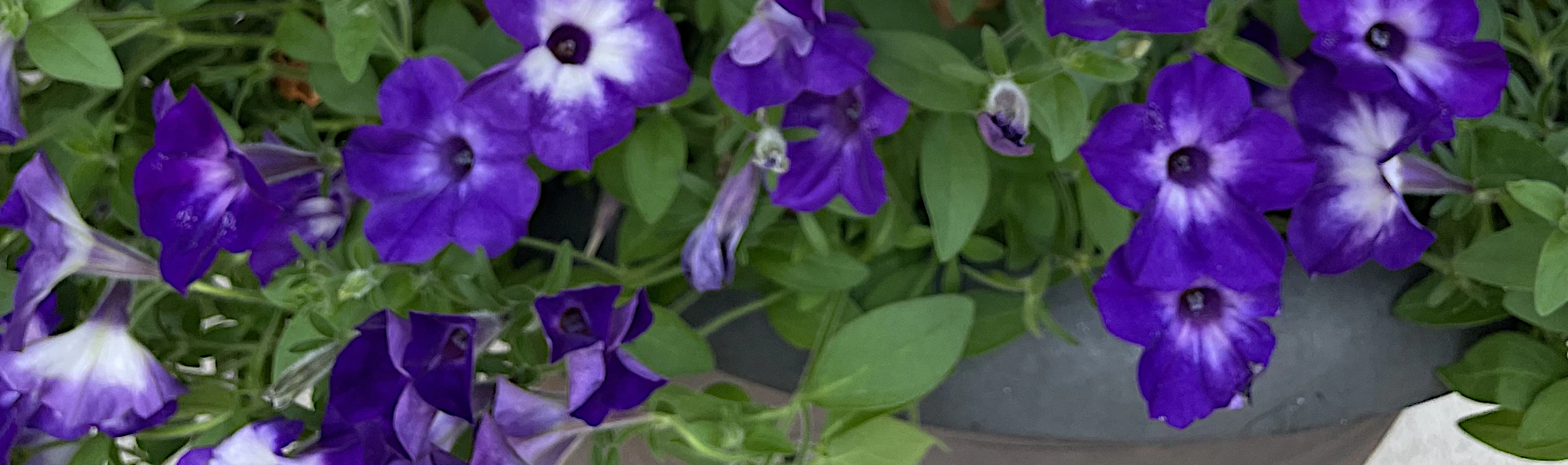 Expect More Heat Next Year, and Plan Annual Flowers Now