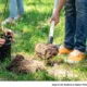 Business: Giant Distributes Tree Grants; Marquis Selects Boyertown Executive
